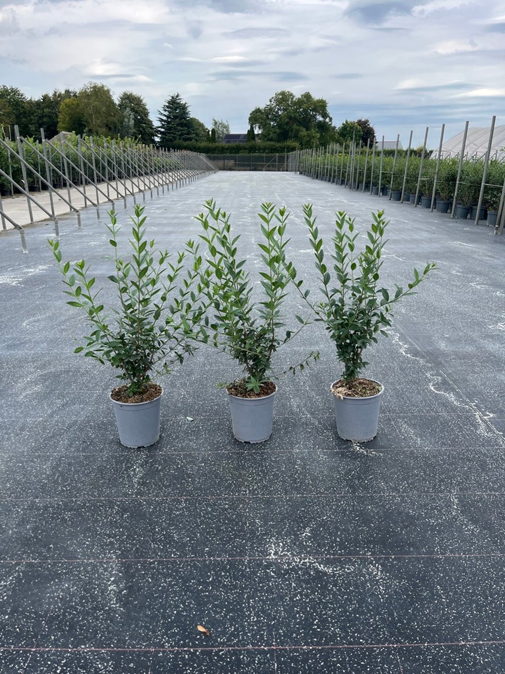 Ligustrum vulg. 'Atrovirens' - C3.5 60-80 CM